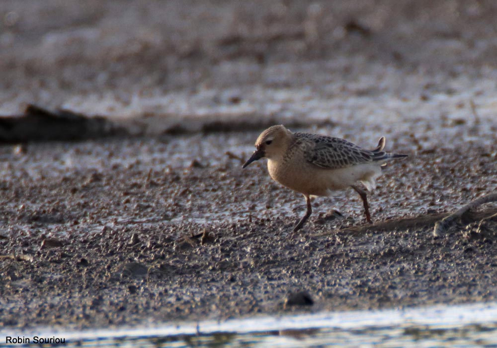 mayenne becass rou rs g