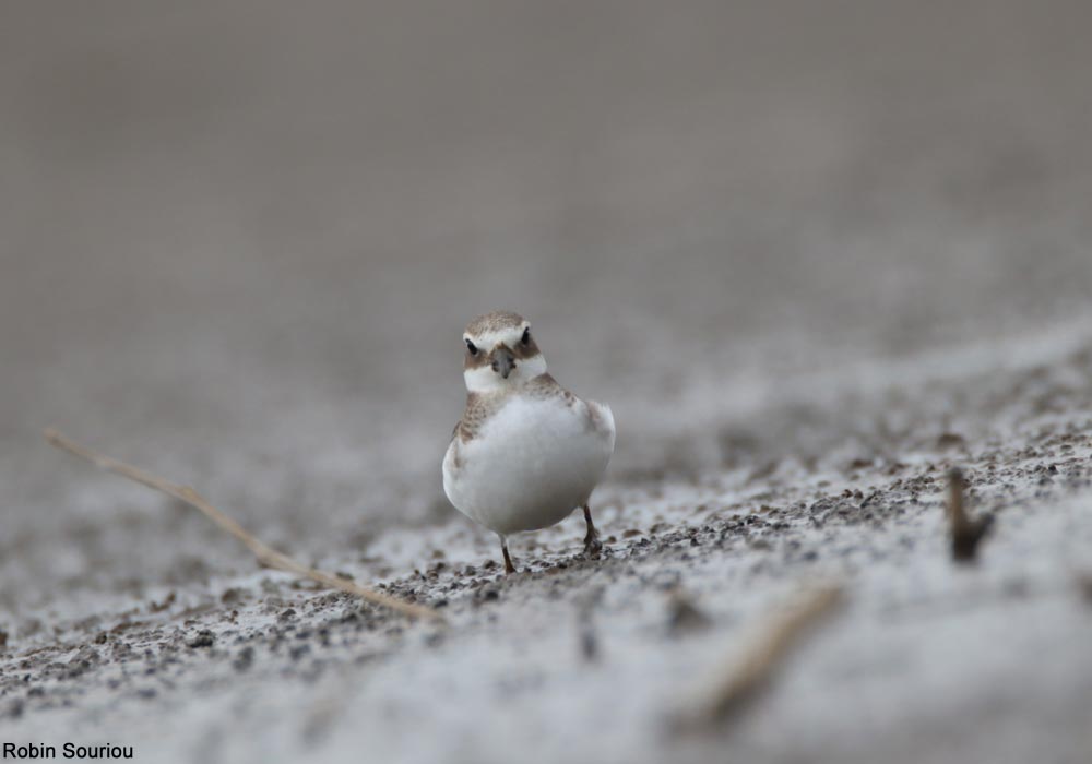 mayenne gravelot rs g